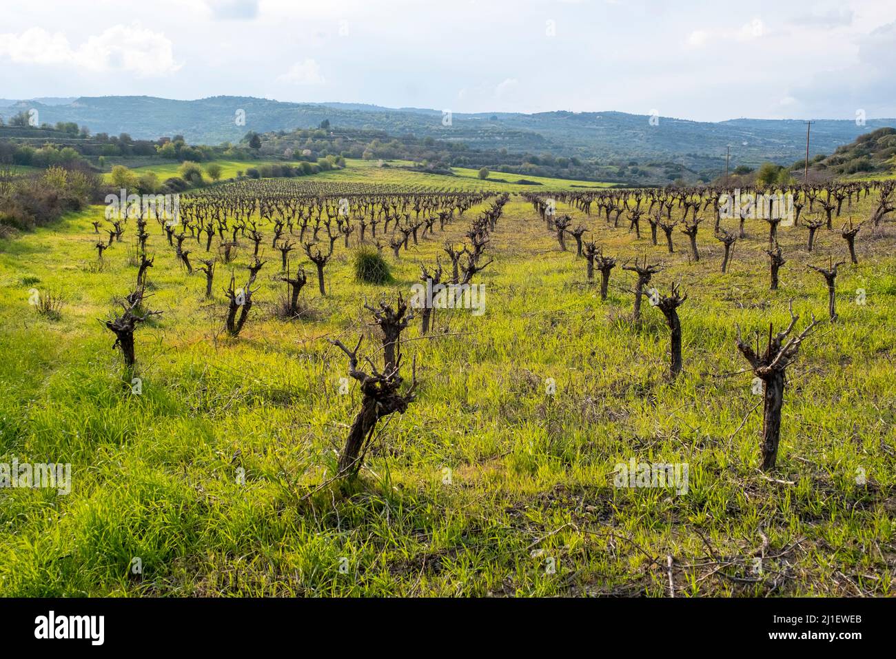 Weinberg im März, Region Paphos, Republik Zypern Stockfoto