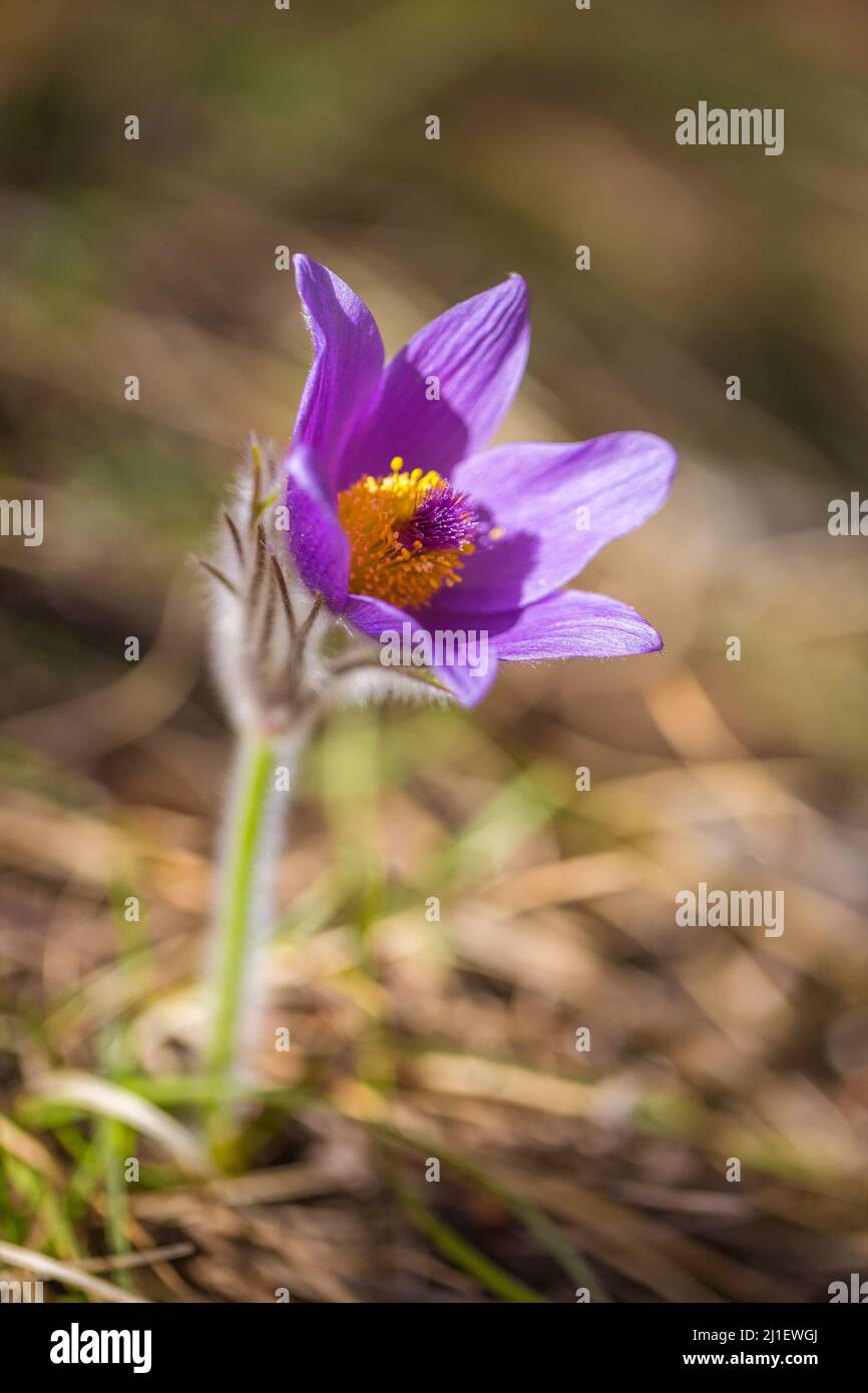 Pulsatilla grandis, die große Pasqué-Blume. Lila Blume auf einem verschwommenen Hintergrund im Frühling. Stockfoto