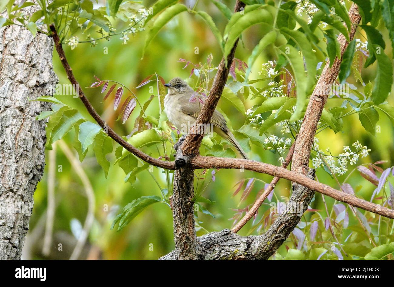 Eine Nahaufnahme eines typischen Waldsänger, der auf einem Zweig eines Vogelkirsche-Baumes (Prunus padus) thront Stockfoto