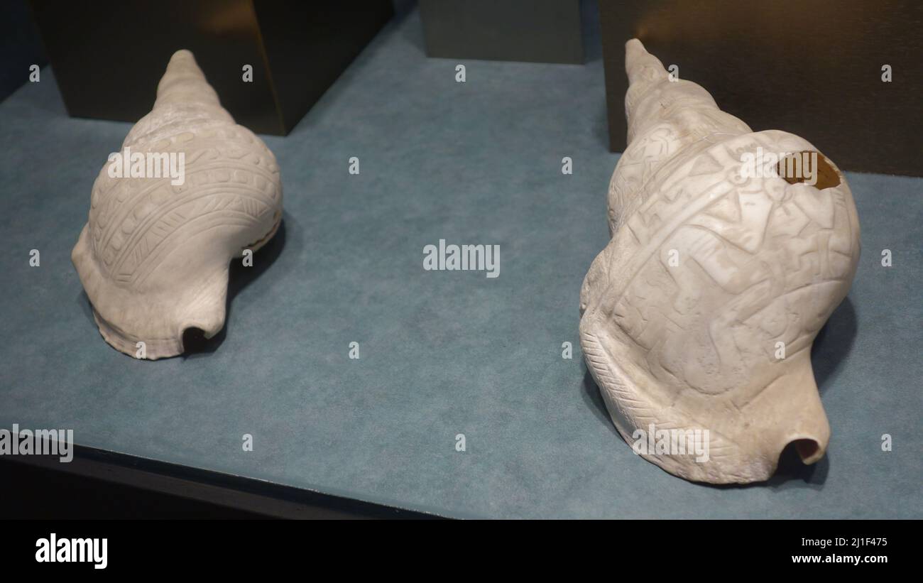 Präkolumbianische Kunst in Meeresmuscheln als Trompetenausstellung im Museo Nacional de Antropologia Stockfoto