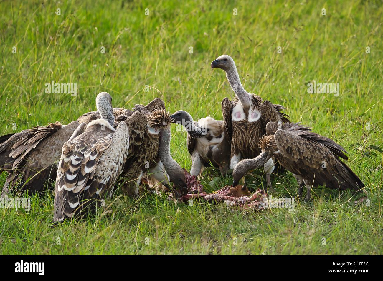 Eine Gruppe von Geiern, die den Rest eines toten Leichen fressen, das Masai Mara National Reserve in Kenia Stockfoto