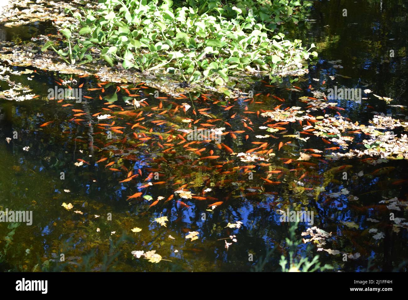 Farbenfrohe japanische Karpfenfische ( Nishikigoi ) in einem schönen Koi-Teich in einem Garten. Karpfenfischteich und Lichtbrechung von Sonnenlicht.schöne Koi Fische schwimmen ich Stockfoto