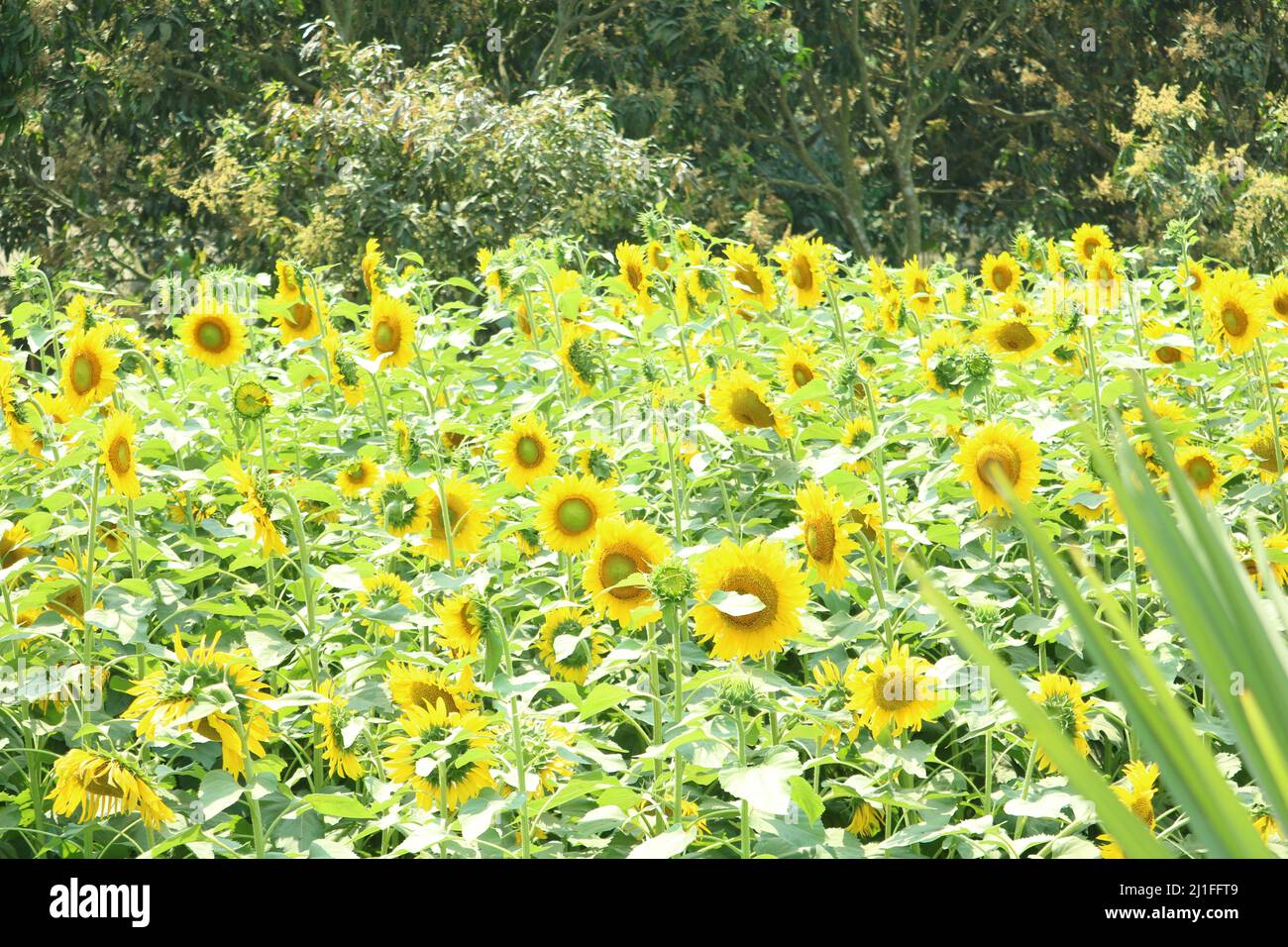 Sonnenblume Stockfoto