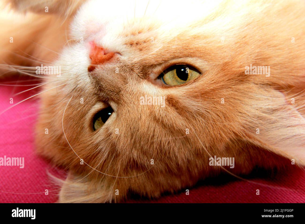 Verängstigte und überraschte rote Katze mit großem Schwanz sieht mit weiten Augen aus. Hauskatze liegt auf dicker warmer Decke, Nahaufnahme. Stockfoto