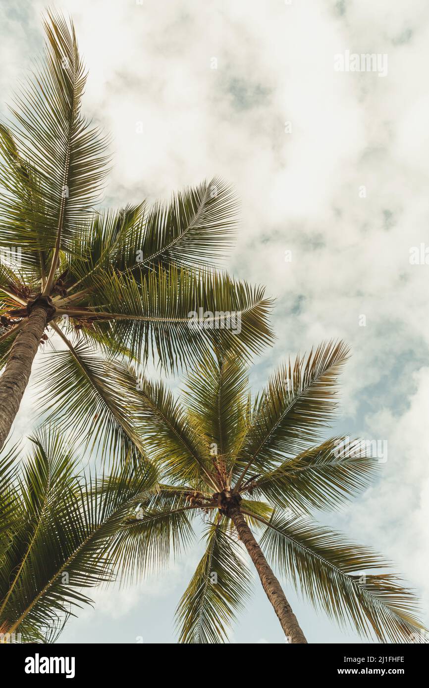 Palmen stehen unter bewölktem Himmel, vertikales tropisches Hintergrundfoto Stockfoto