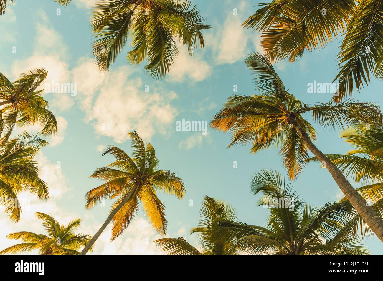 Kokospalmen stehen unter blau bewölktem Himmel. Stilisiertes Vintage-Foto mit Filtereffekt für Tonwertkorrektur Stockfoto