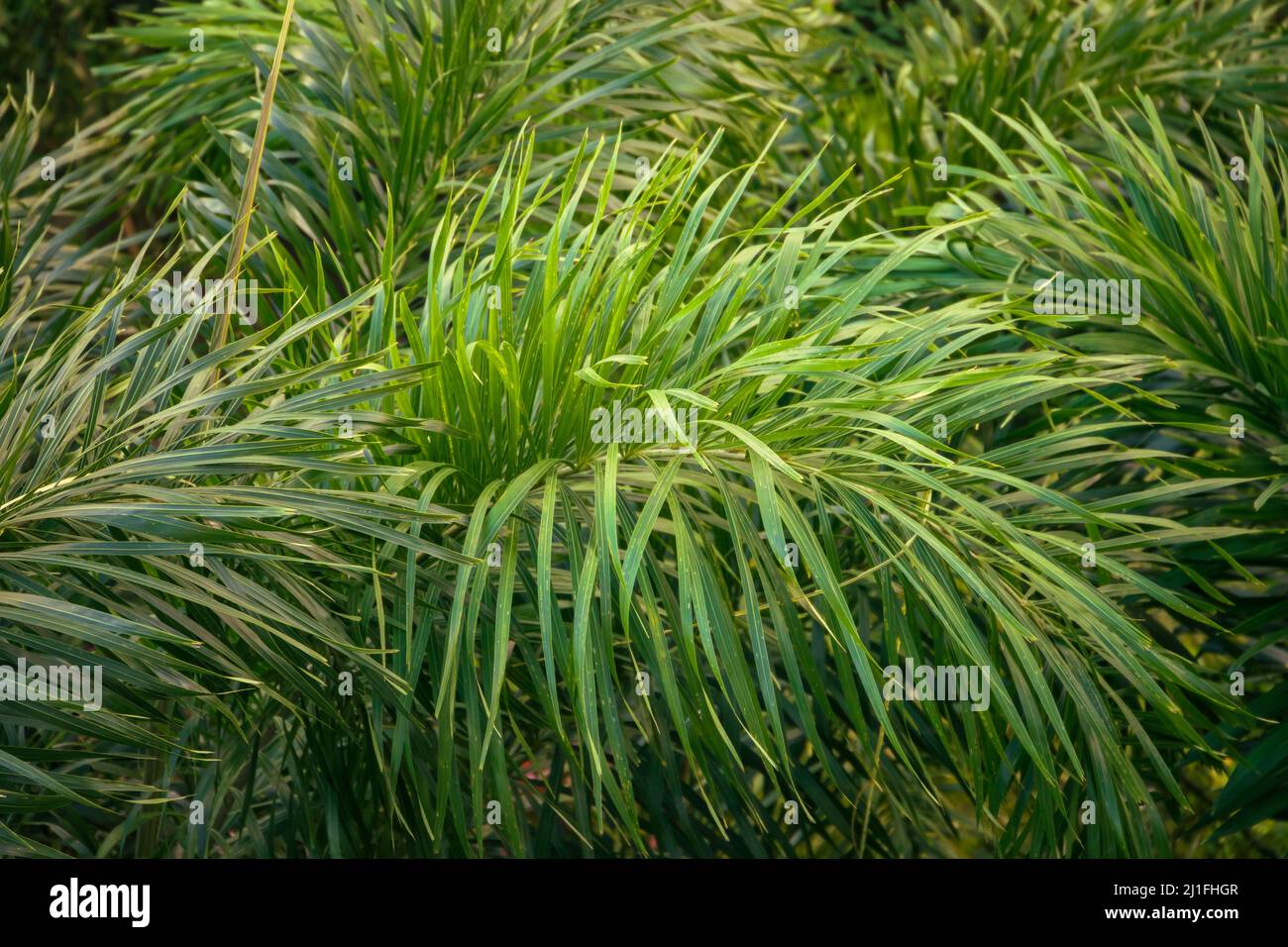 Grüne Palmenblätter, natürliches tropisches Hintergrundfoto Stockfoto