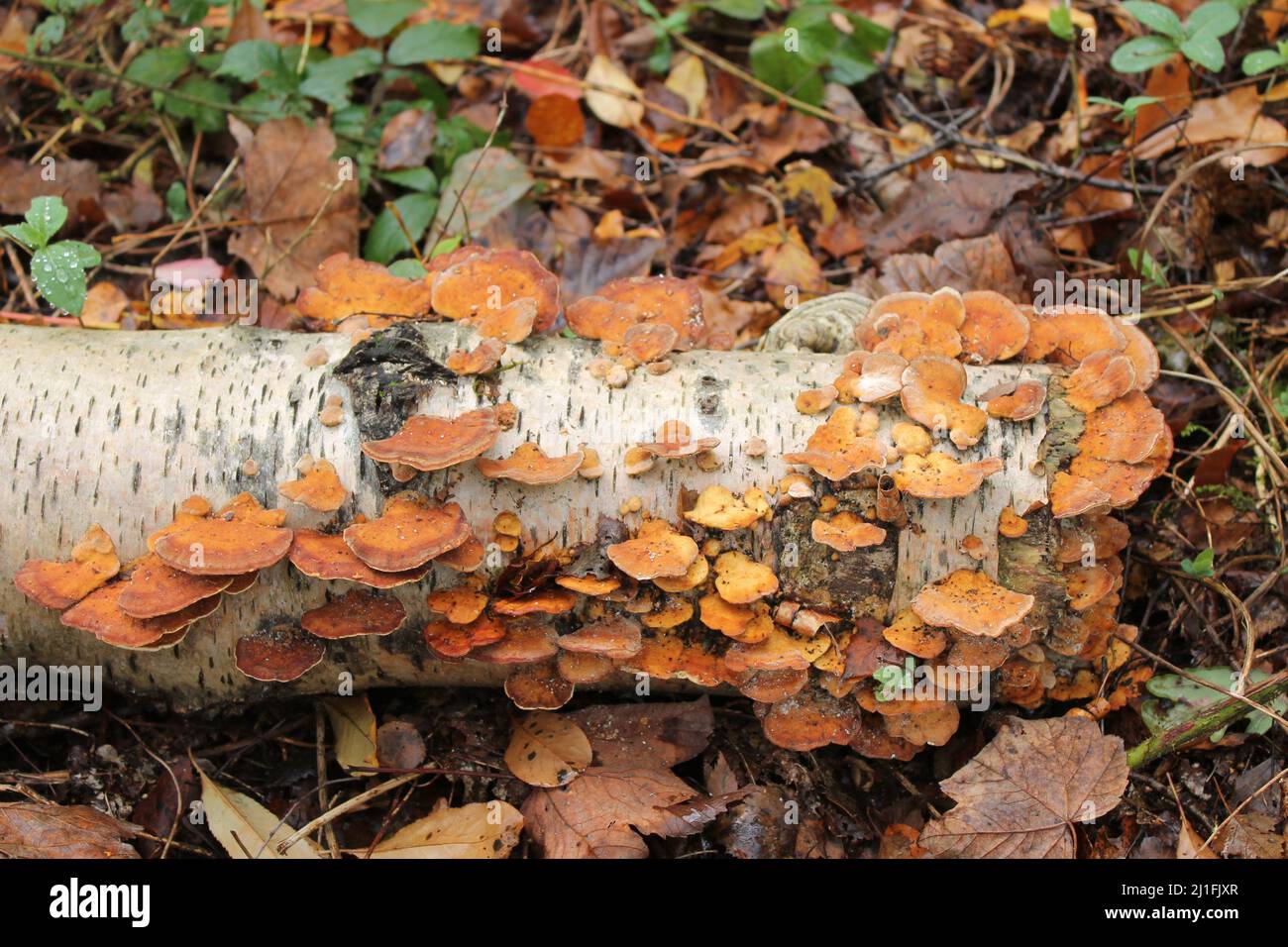 Eine Kolonie von braunem Pilz auf einer gefallenen Silberbirke. Stockfoto