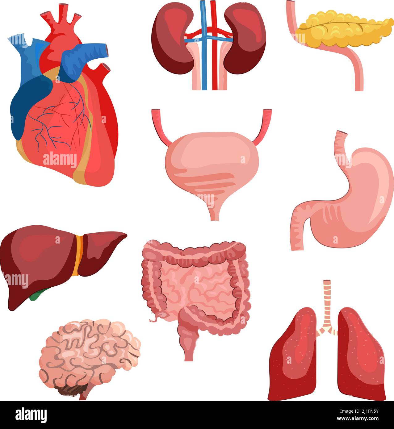 Satz der inneren Organe. Sammlung von Körpersystemen. Kann für Themen wie menschliche Anatomie, Bildung, Gesundheit verwendet werden Stock Vektor