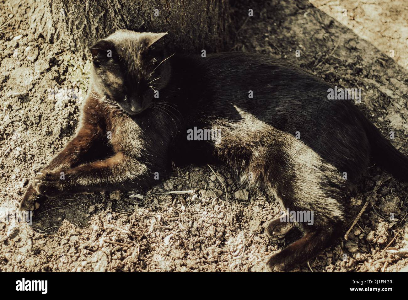 Katze schläft, auf dem Boden getarnt Stockfoto