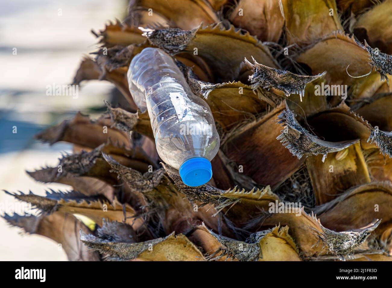Leere Plastikflasche auf dem Stamm einer Palme in der Türkischen Republik Nordzypern (TRNC) entsorgen Stockfoto