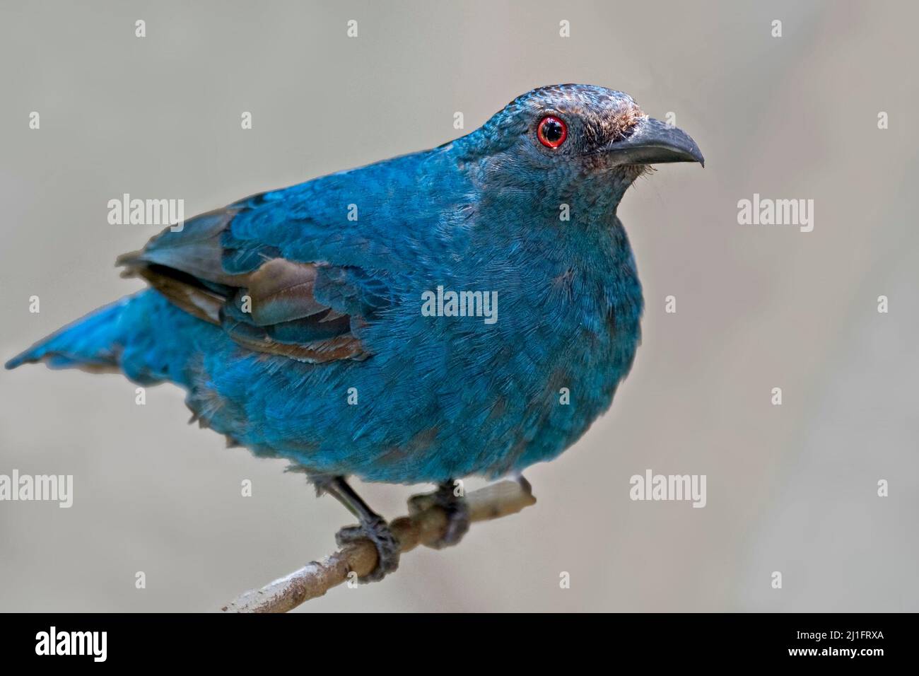 Eine asiatische Feenbluebird, Irena puella, thronte Stockfoto