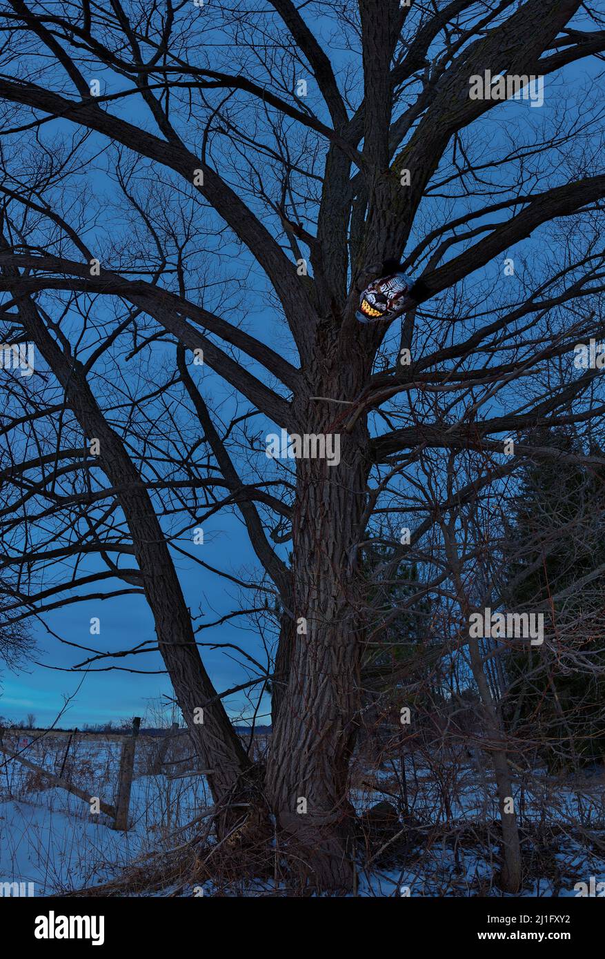 Erschreckende Gruselclown Maske mit großen Reißzänen in einem gespenstischen Baum in der Dämmerung oder Nacht Stockfoto