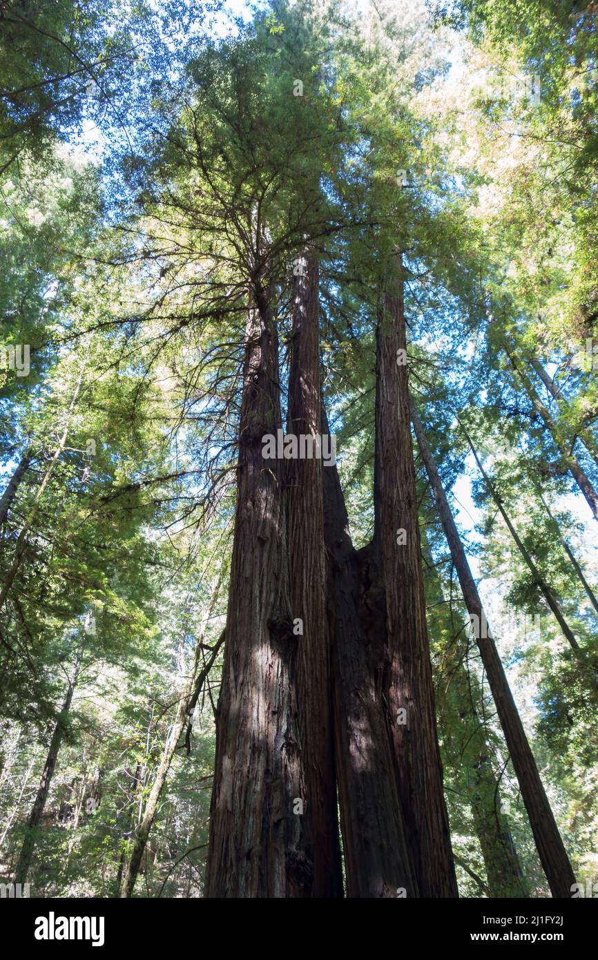 Eine Aufnahme von hohen Redwoods-Bäumen in einem niedrigen Winkel vor blauem Himmel in hellem Sonnenlicht im Armstrong Redwoods State Natural Reserve, California, USA Stockfoto