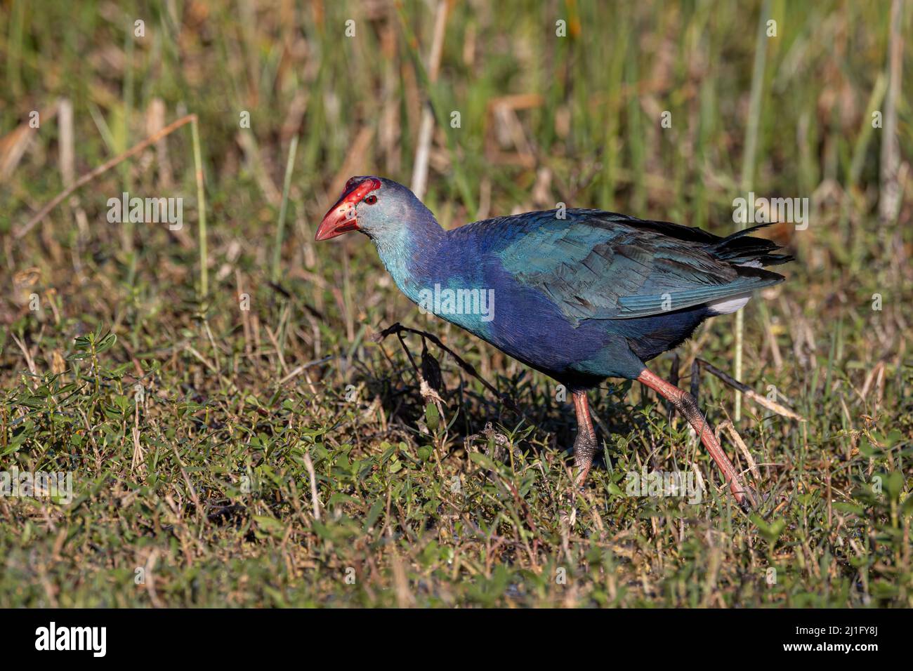 Grauer Swamphen Stockfoto