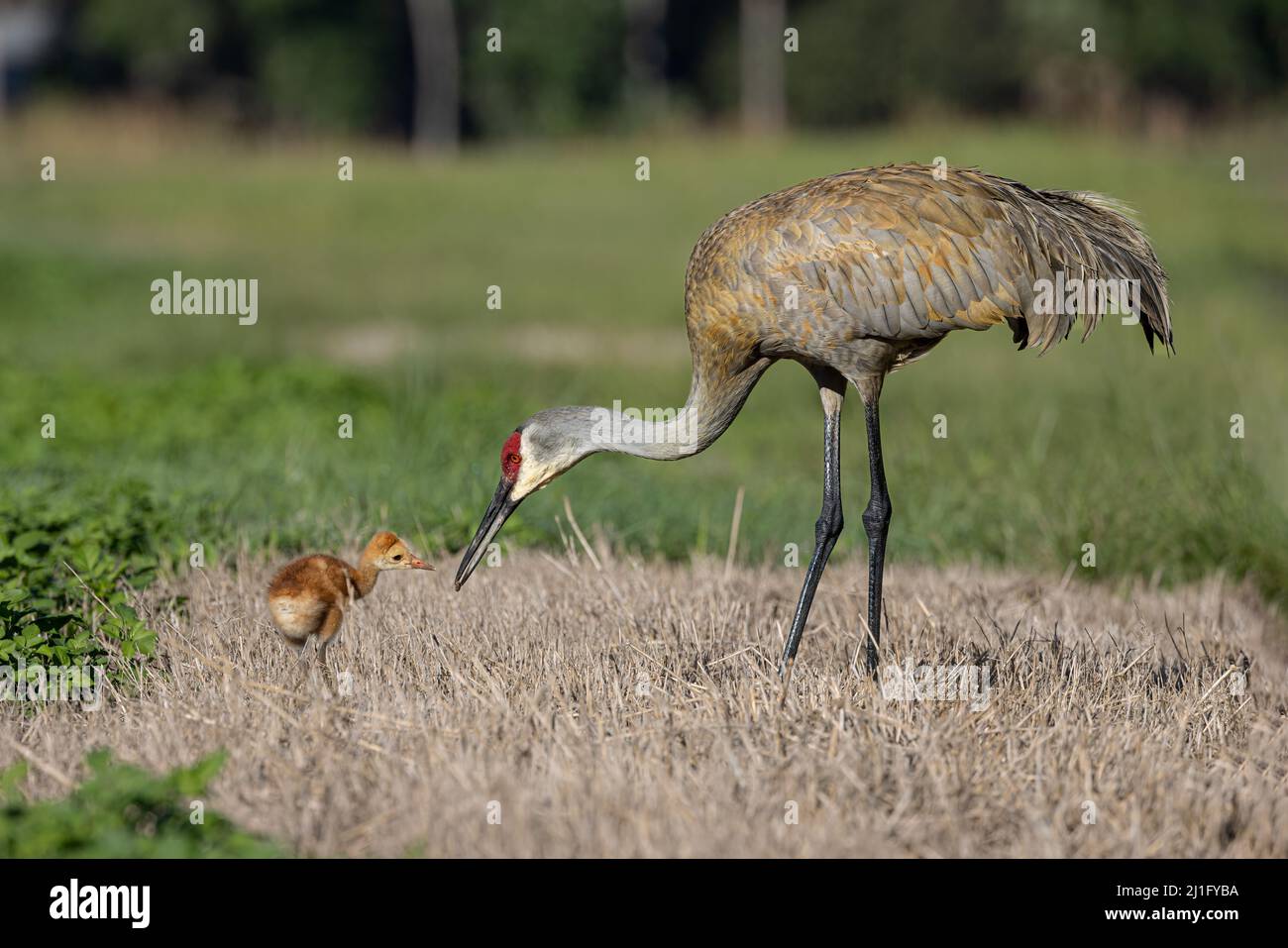 Sandhill Kran Stockfoto