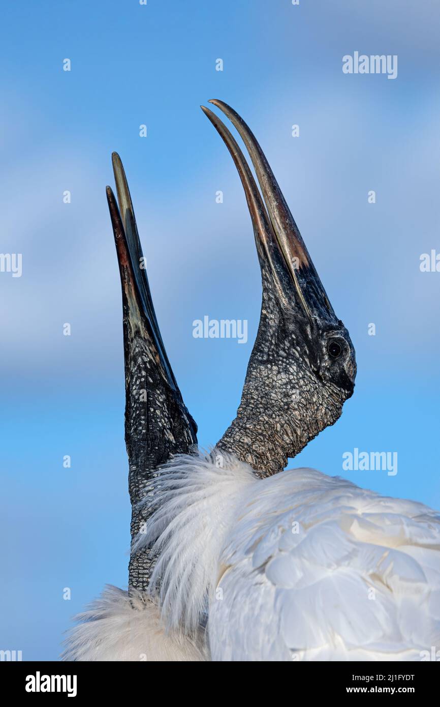 Holz-Storch Stockfoto