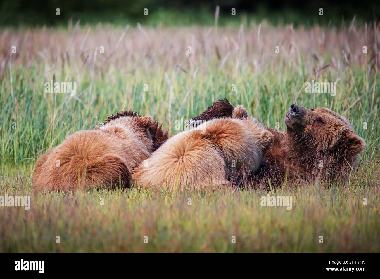 Mutterbär stillt niedliche Baby-Jungen auf der Alaskan-Wiese in der Nähe des Lake Clark Stockfoto