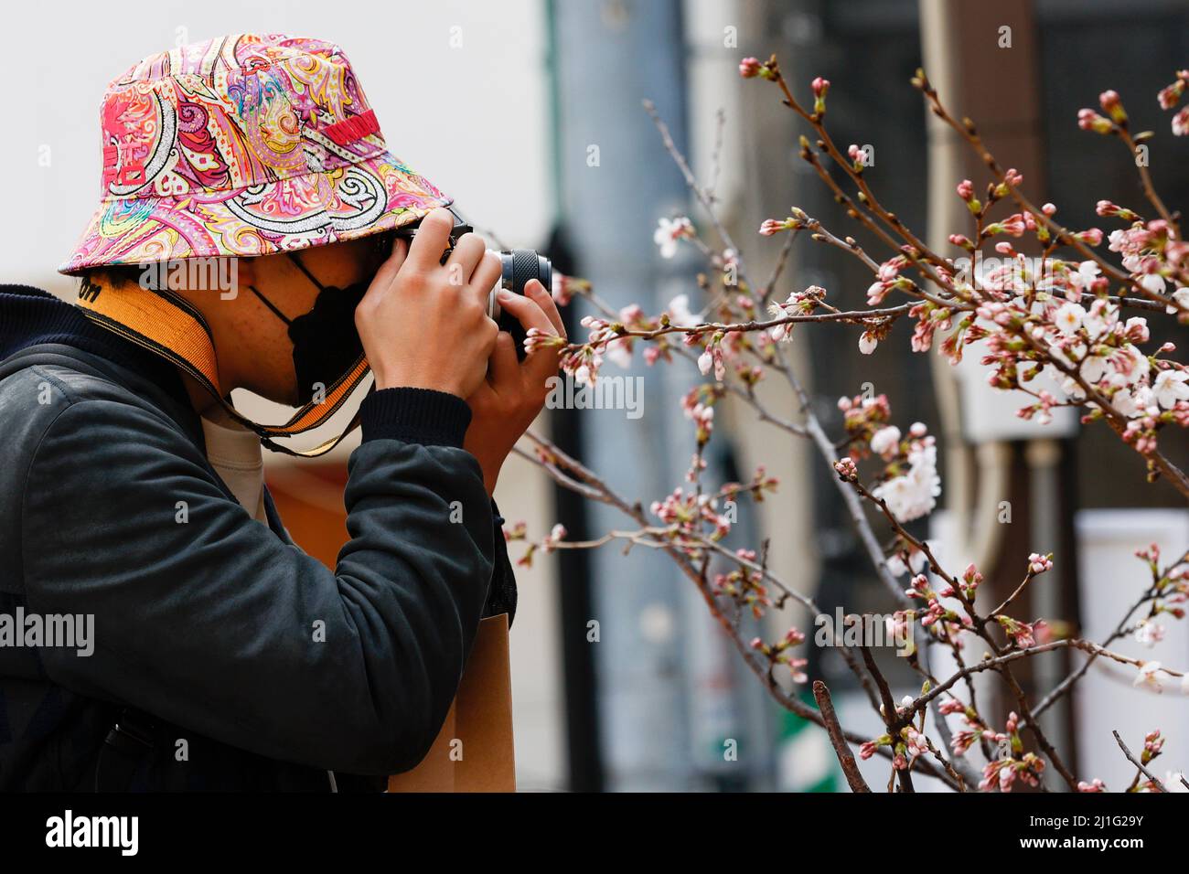 Tokio, Japan. 25. März 2022. Ein Mann mit Gesichtsmaske fotografiert Kirschblüten am Meguro River in Nakameguro. Die Tokioter Metropolregierung kündigte Einschränkungen für Menschen an, die während der Kirschblütensaison in einigen Stadtparks Picknickmatten unter Sakura-Bäumen ausrollen, um die Ausbreitung neuer Coronavirus-Fälle in der Hauptstadt zu verhindern. Kredit: ZUMA Press, Inc./Alamy Live Nachrichten Stockfoto