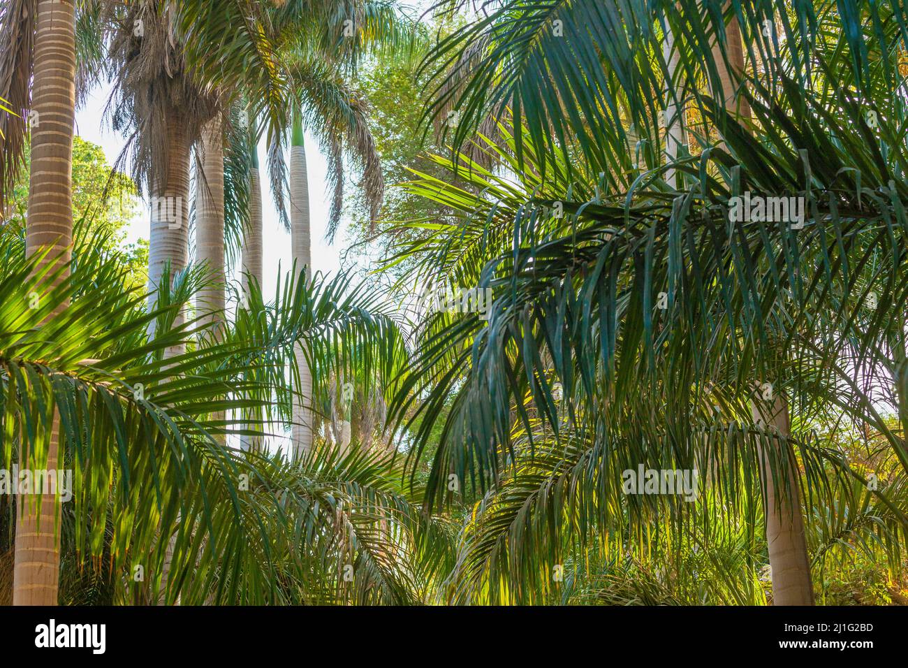 Palmen im Aswan Botanical Garden auf Kitchener's Island (El Nabatat Island) am Nil Stockfoto