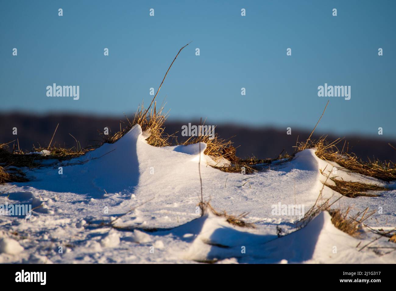 Halme aus trockenem Gras, die aus dem Schnee spähen Stockfoto