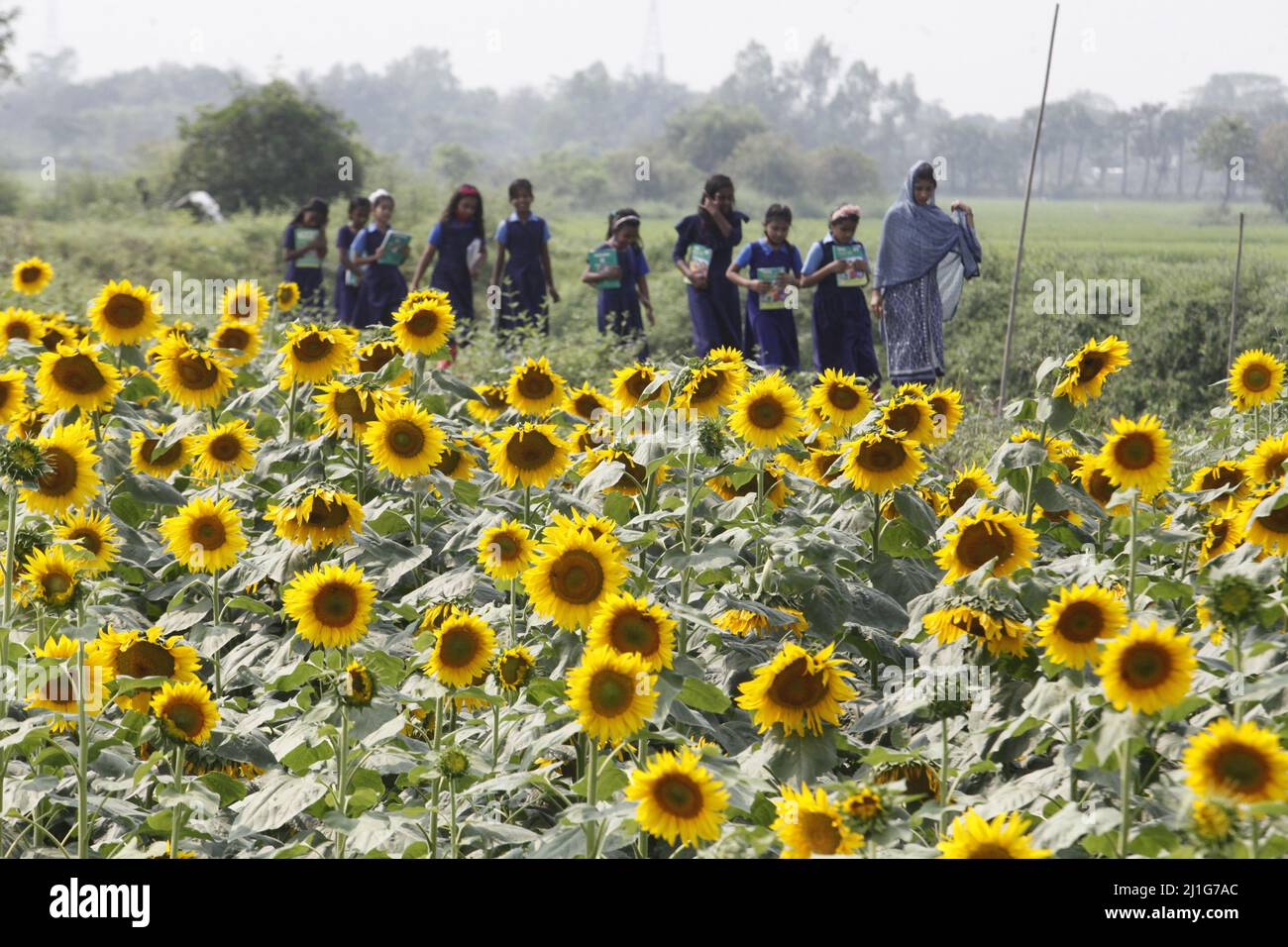 Die Schüler gehen hinter einem Sonnenblumenfeld zurück während sie zur Schule gehen, haben die Bauern die Produktion der Sonnenblumen in der Saison erhöht. Am 23. März Stockfoto