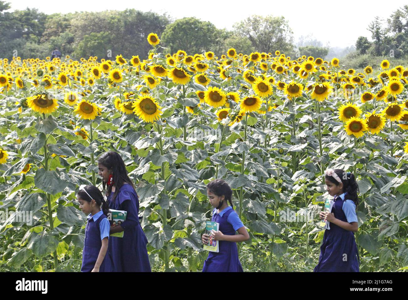 Die Schüler gehen vor einem Sonnenblumenfeld, während sie zur Schule gehen, die Bauern haben die Produktion der Sonnenblumen in der Saison erhöht. Im März Stockfoto