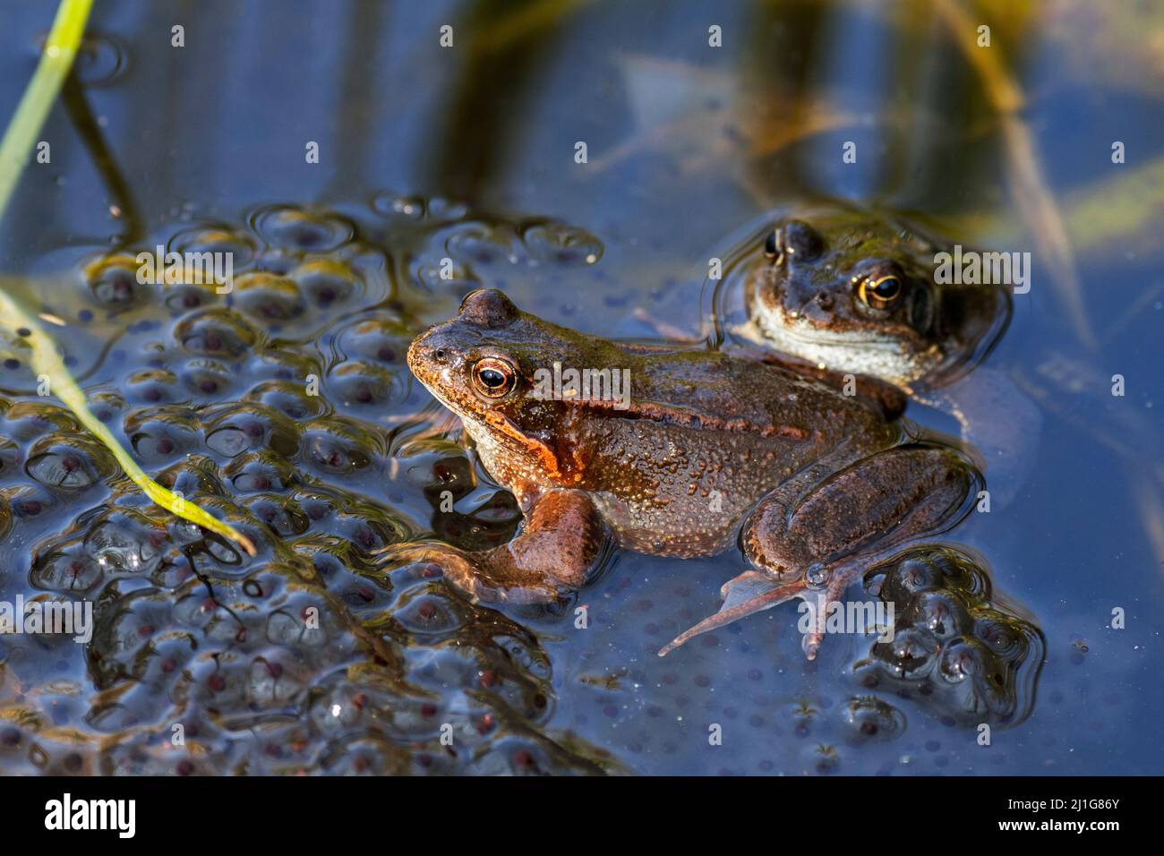 Europäische Frosch-/Braunfrosch-/Grasfrösche (Rana temporaria), die während der Brutsaison im frühen Frühjahr zwischen Frogspawn im Teich schwimmen Stockfoto