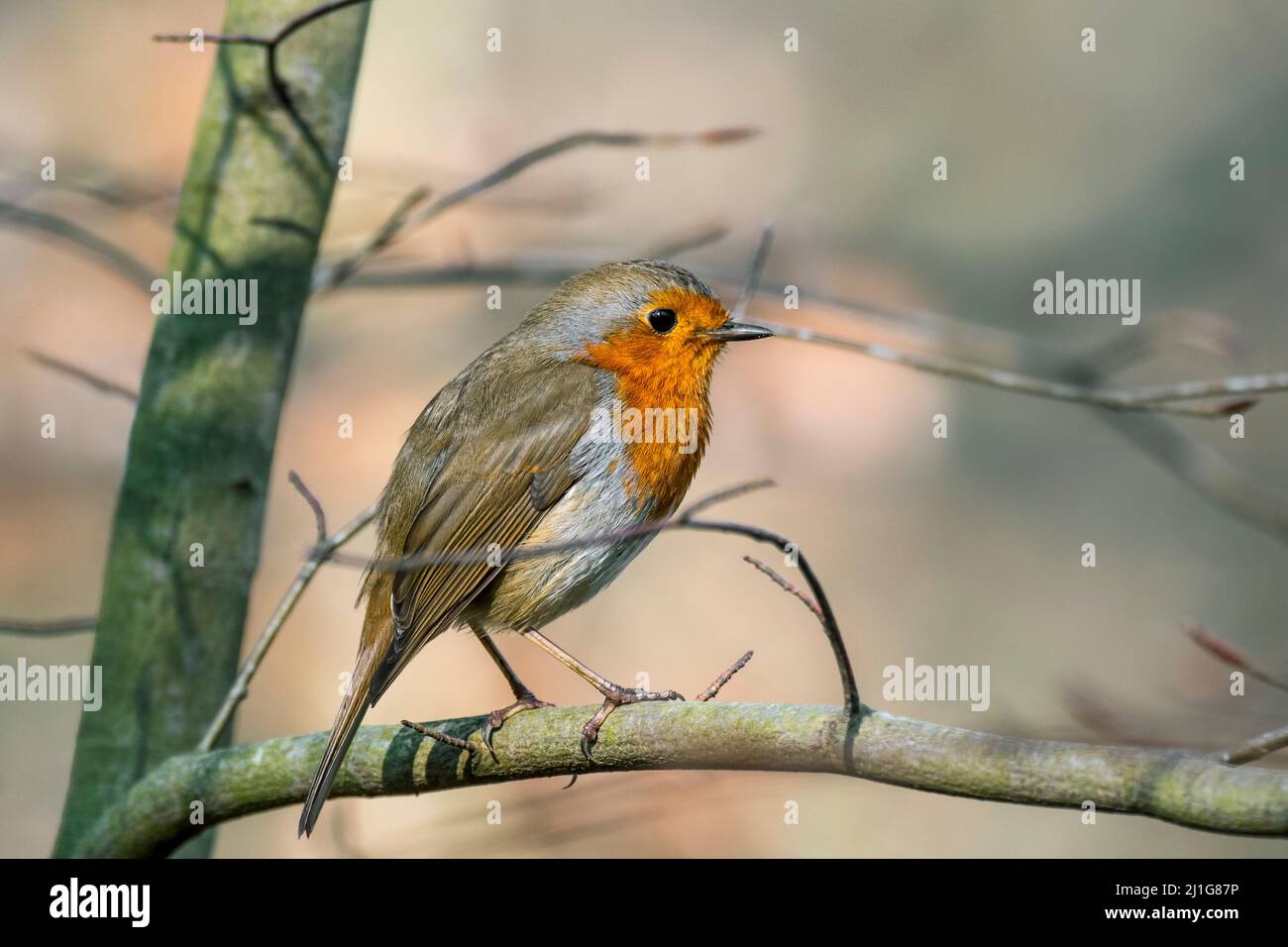 Europäischer Rotkehlchen (Erithacus rubecula), der im Frühjahr im Wald im Baum thront Stockfoto