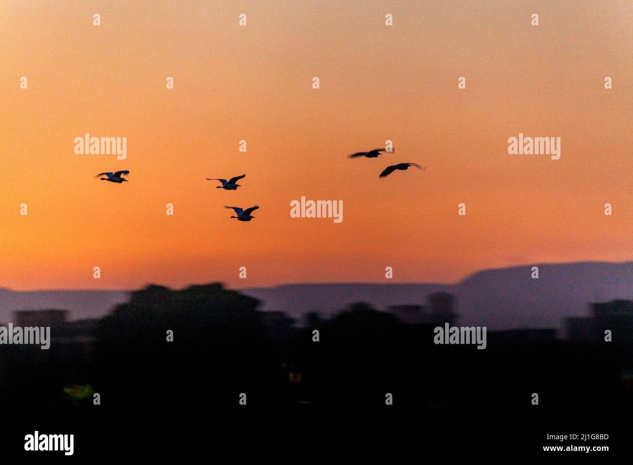 Pelikane im Flug über den Nil bei Sonnenuntergang Stockfoto