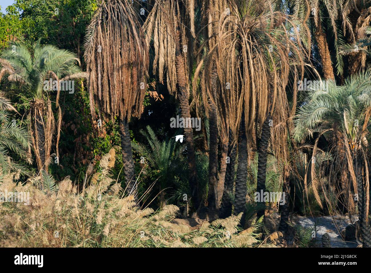 Reiher im Flug, Ägypten Stockfoto