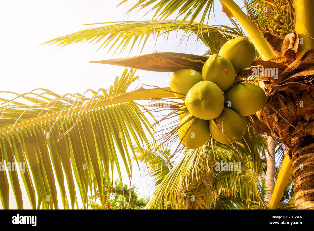 Palme mit wachsenden grünen Kokosnüssen Stockfoto