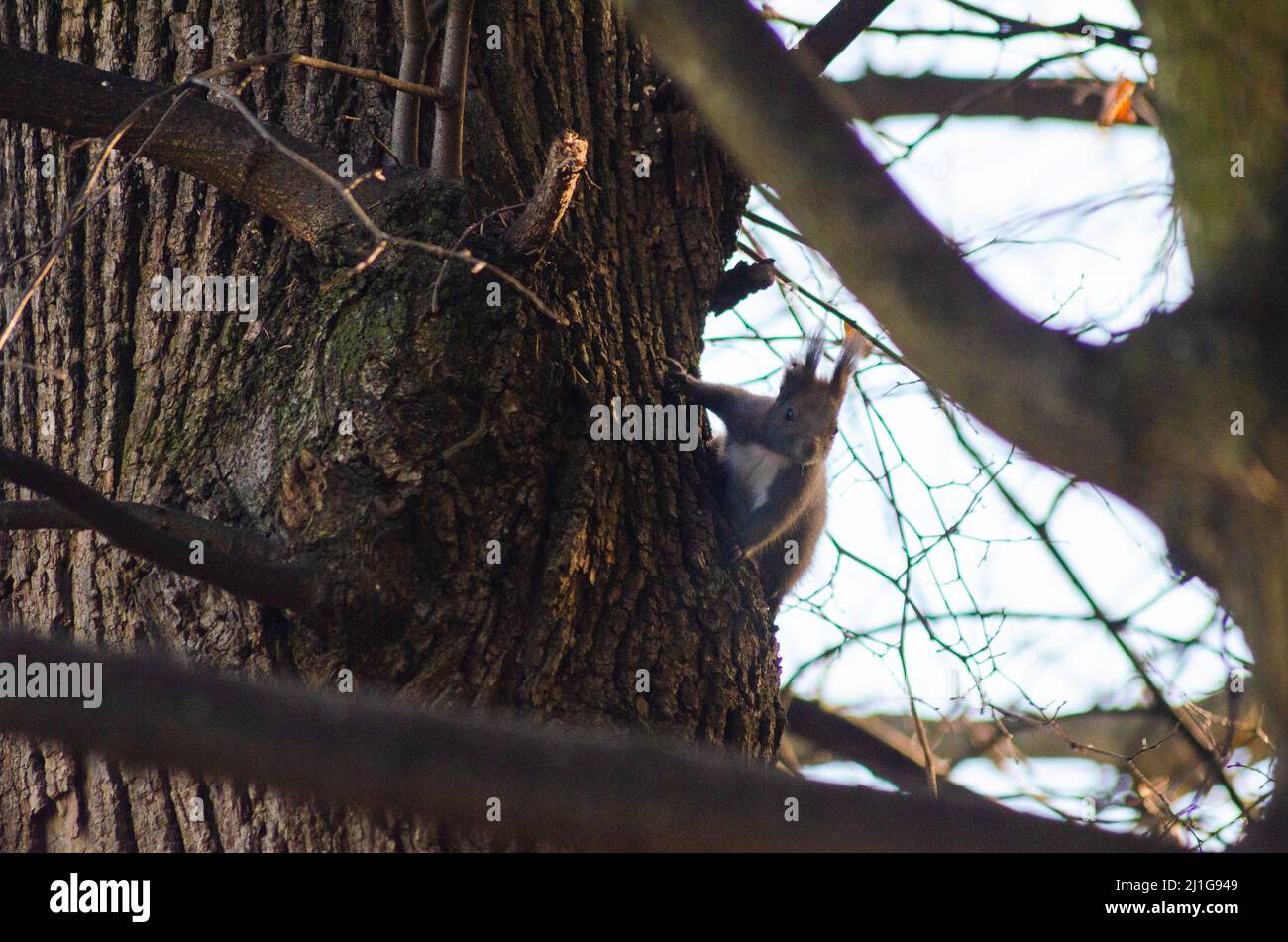 Ein eurasisches Rothörnchen ( Sciurus vulgaris ) auf einem Baum in den Wäldern des Kapathischen Gebirges in Rumänien. Einige dieser Roten Eichhörnchen sind bekannt Stockfoto
