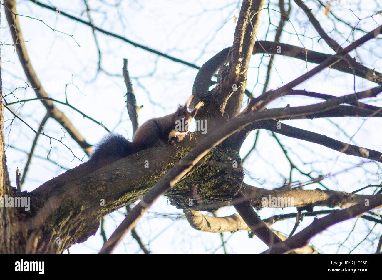 Ein eurasisches Rothörnchen ( Sciurus vulgaris ) auf einem Baum in den Wäldern des Kapathischen Gebirges in Rumänien. Einige dieser Roten Eichhörnchen sind bekannt Stockfoto