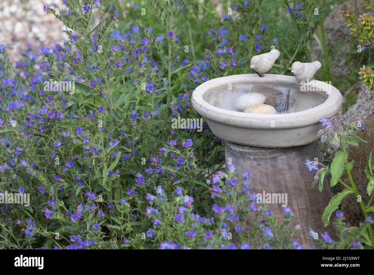 Vogeltränke, Tränke, Trinken, Wasser, Wasserschale, Trinknapf, Wasser im Garten, Vogelbad, mit Steinen im Wasser, damit hineinfallende Insekten wieder Stockfoto