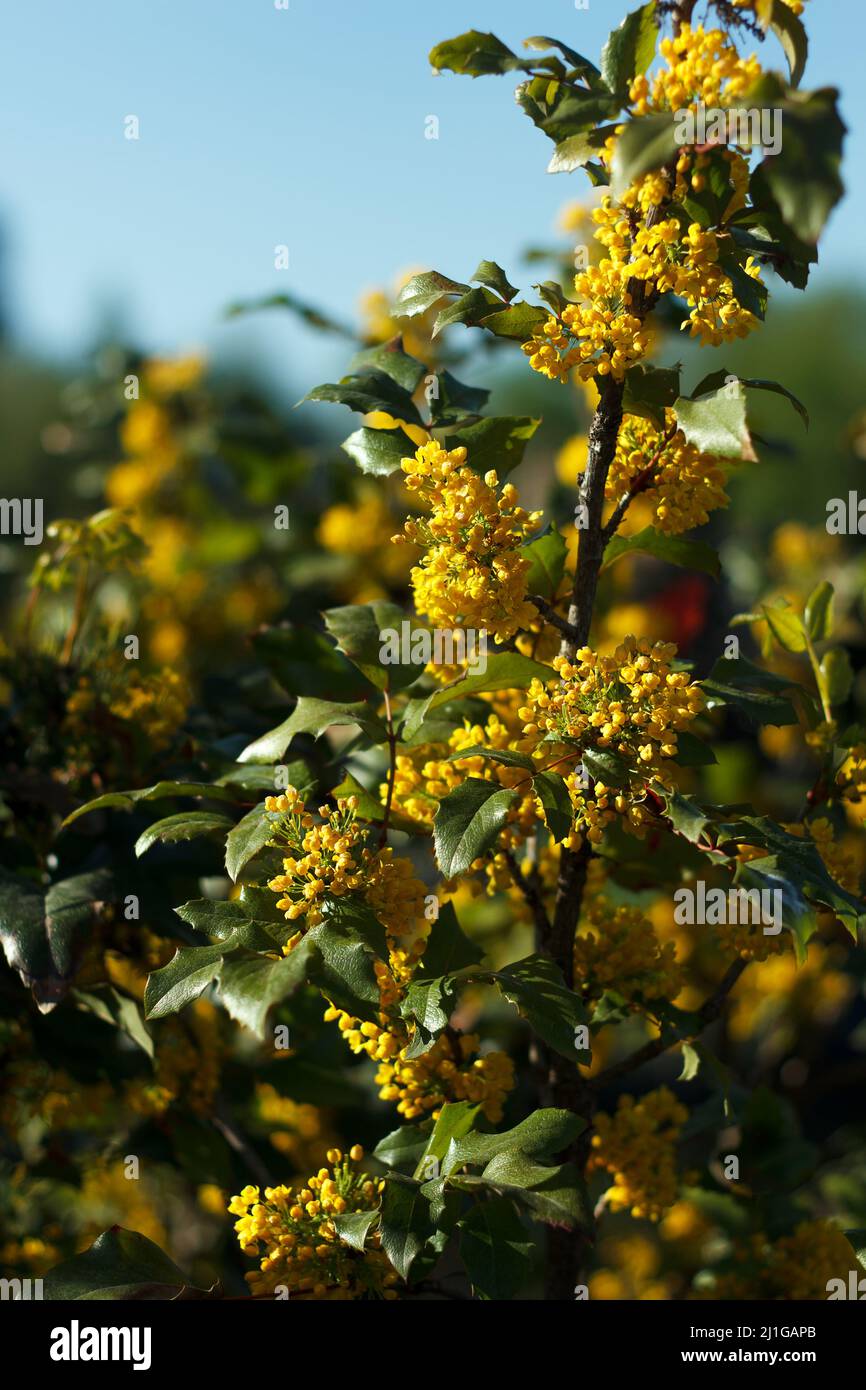 Mahonia repens gelb schöner Honigbaum blüht im Garten im Frühlingssonne Stockfoto