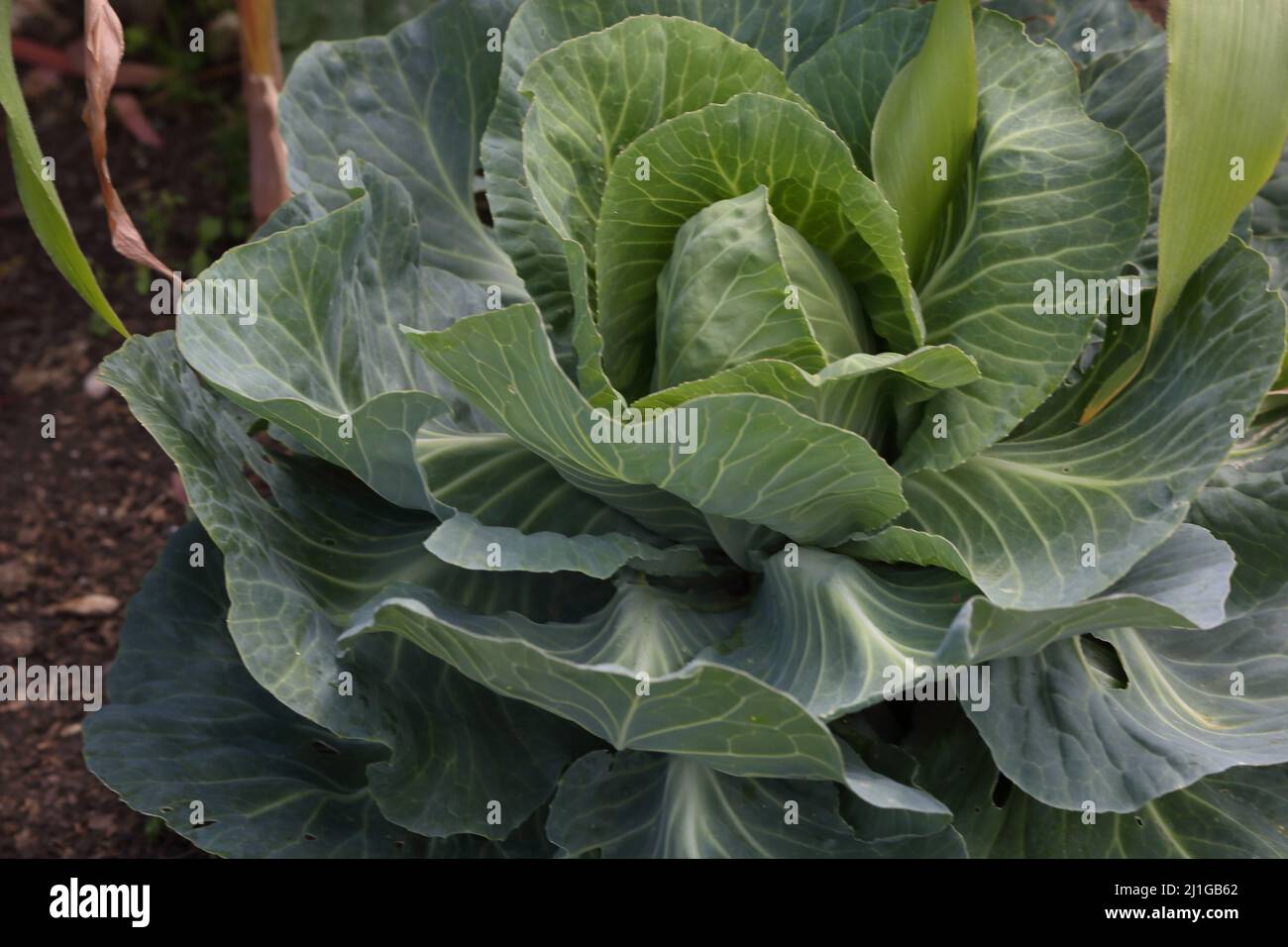 greyhound-Kohl wächst in Vegetable Patch England Stockfoto