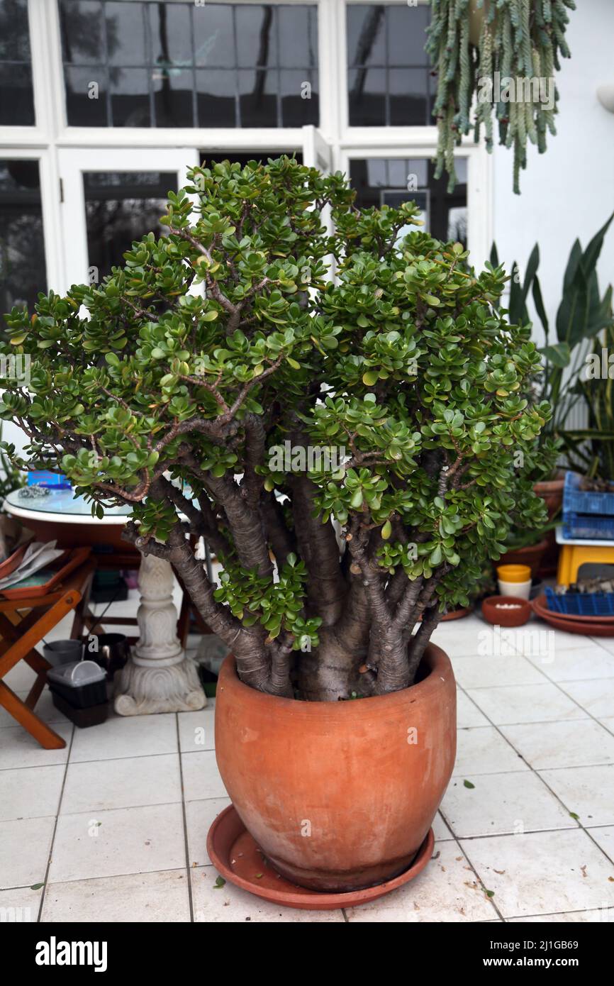 Fünfundvierzig Jahre alter Geldbaum wächst in Pot im Konservatorium England Stockfoto