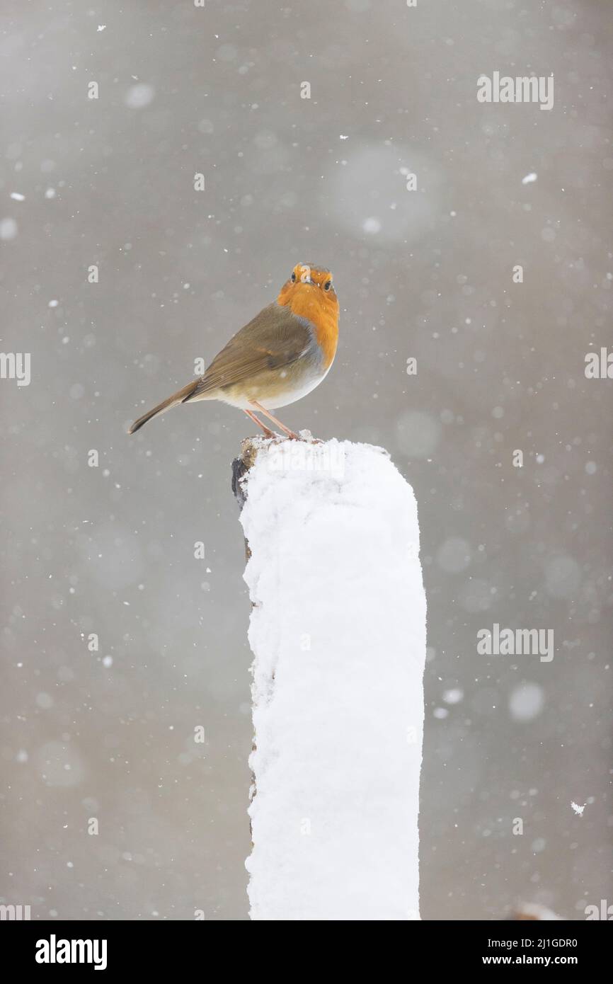 Europäischer Rotkehlchen Erithacus rubecula, Erwachsener, der unter Schneefall auf einem schneebedeckten Stumpf thront, Suffolk, England, Februar Stockfoto