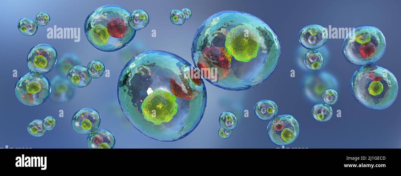 Biologiekonzept. Mitotische Teilung, Zellteilung unter dem Mikroskop. Menschliche Zelle, tierische Zellen, 3D Render, 3D Illustration. Stockfoto