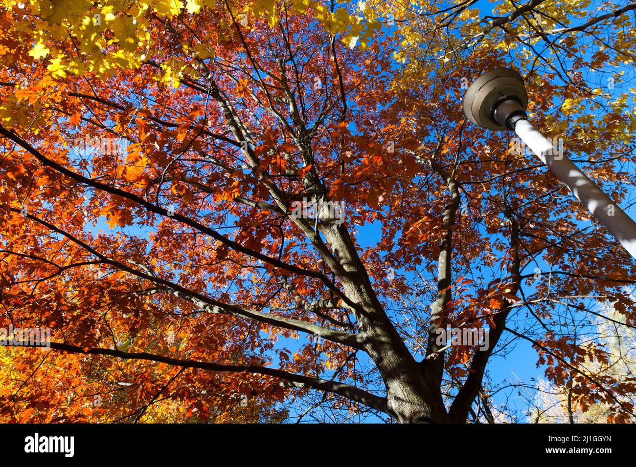 Leuchtend farbige Blätter an den Ästen im Herbstwald. Stockfoto