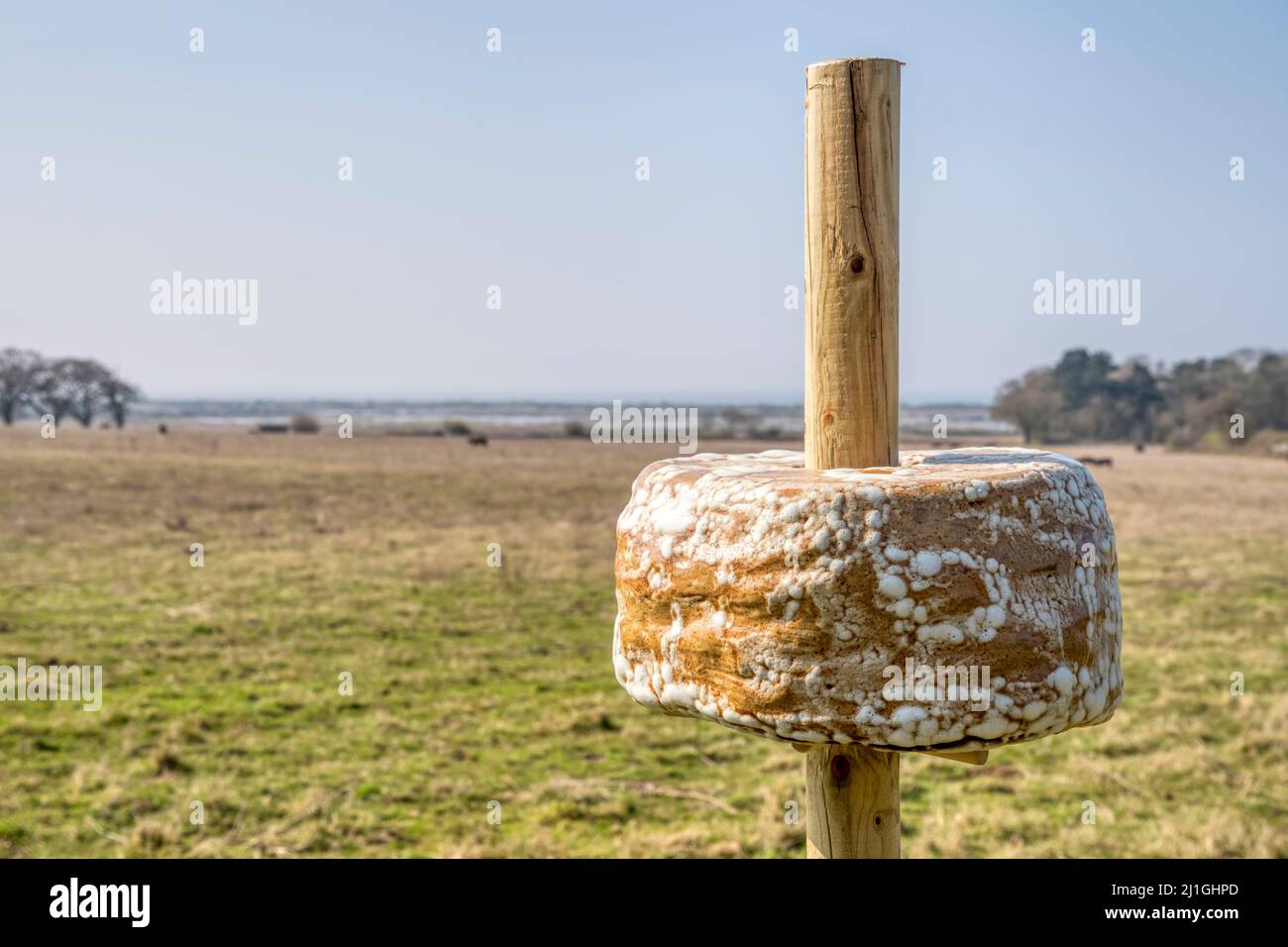 Nectar Totem ist Teil der Edgelands-Kunstinstallation von Jane Scobie. Glasierte Keramik. Ausgestellt in Ken Hill, Norfolk im März 2022. Stockfoto