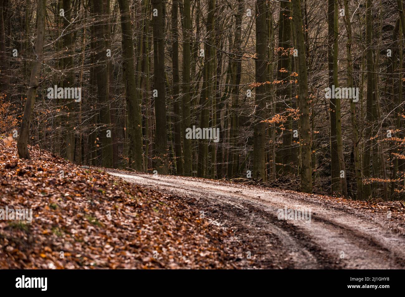 Ein Waldweg mit Blättern und mehreren Bäumen führt an einem Hang entlang Stockfoto