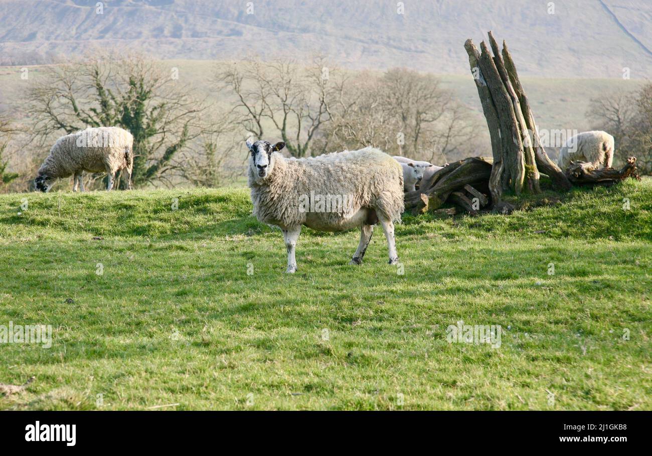 Eine Herde Schafe am Hang Stockfoto
