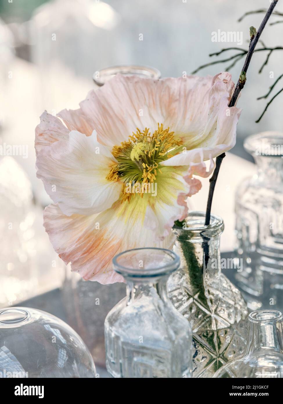 Ein weicher Fokus einer alten pfirsichfarbenen Mohnblume in einer Glasvase Stockfoto