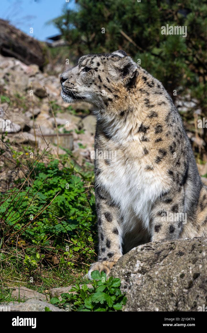 Nahaufnahme eines Schneeleoparden (Panthera uncia syn. Uncia uncia) Stockfoto