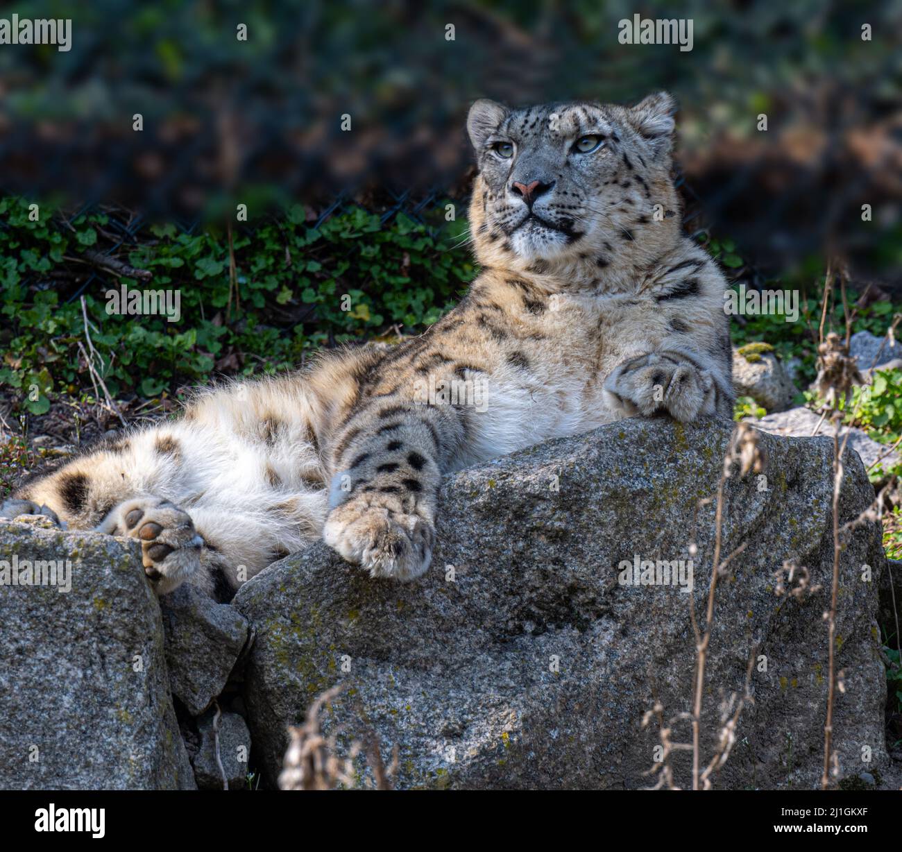 Nahaufnahme eines Schneeleoparden (Panthera uncia syn. Uncia uncia) Stockfoto