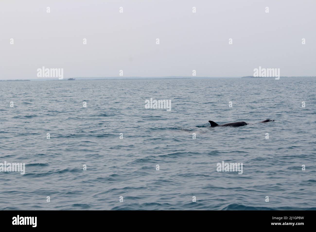 Eine Schar Atlantischer Tümmler (Tursiops truncatus) in der Nähe von Abalone Caye, Port Honduras Marine Reserve, Belize mit Dunst in der Ferne Stockfoto