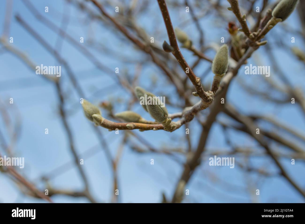 magnolia Knospe Makrofotografie eines angehenden Magnolienzweiges, pelzige Knospe mit einer Blume, die gerade herauskommen wird, Wiedergeburt der Natur im Frühling Stockfoto