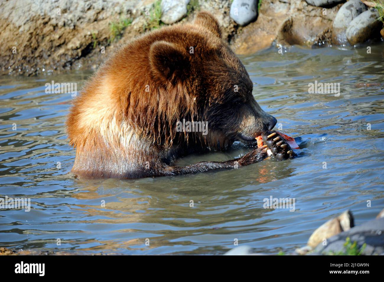 Grizzly trägt Tränen in seinen Fisch. Er packt es mit seinen Krallen. Er sitzt schultertief im Wasser. Stockfoto